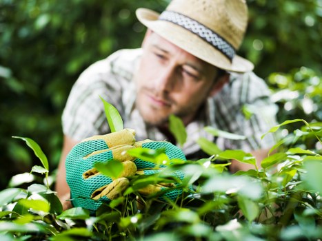 Seasonal lawn mowing in Hoxton for residential properties