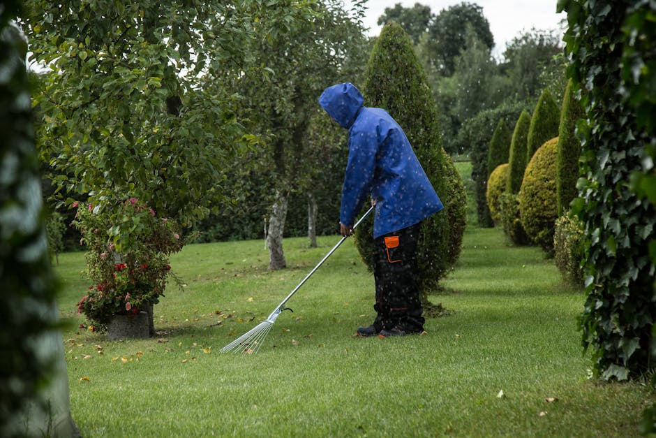 A person wearing a blue raincoat with a hood and black trousers is using a garden rake to clear fallen leaves from a lush, green lawn in a well-maintained garden. The garden features neatly trimmed he