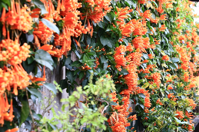 garden Plants